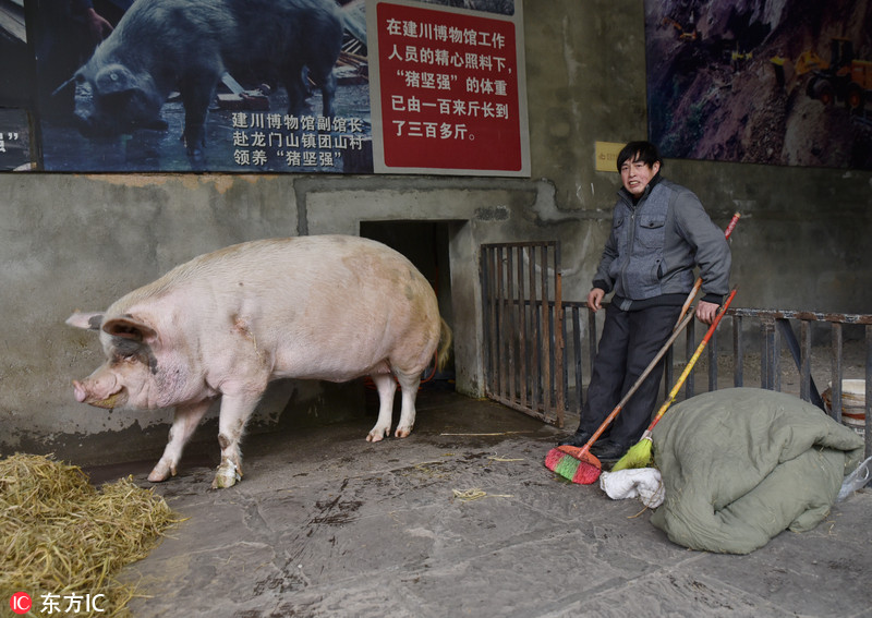 汶川地震"猪坚强"每天敷草药 每次吃10斤猪食胃口仍