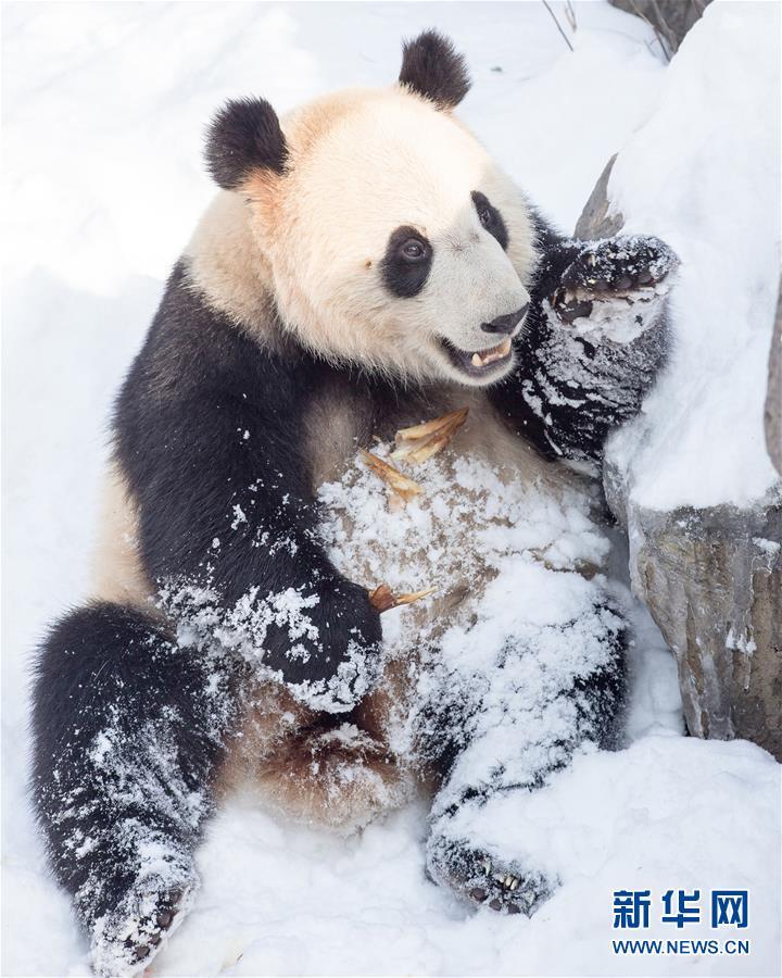 熊猫戏雪