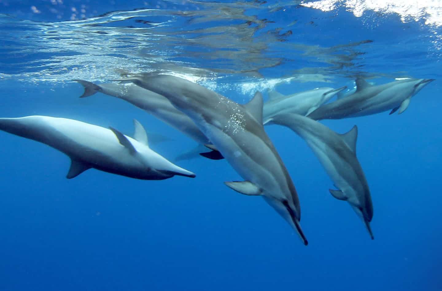 在空中旋转数次方再入水,故得名"飞旋海豚"(spinner dolphin)