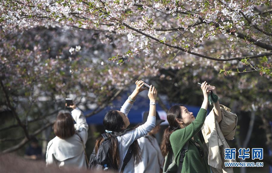 武汉大学文明花开珞珈山