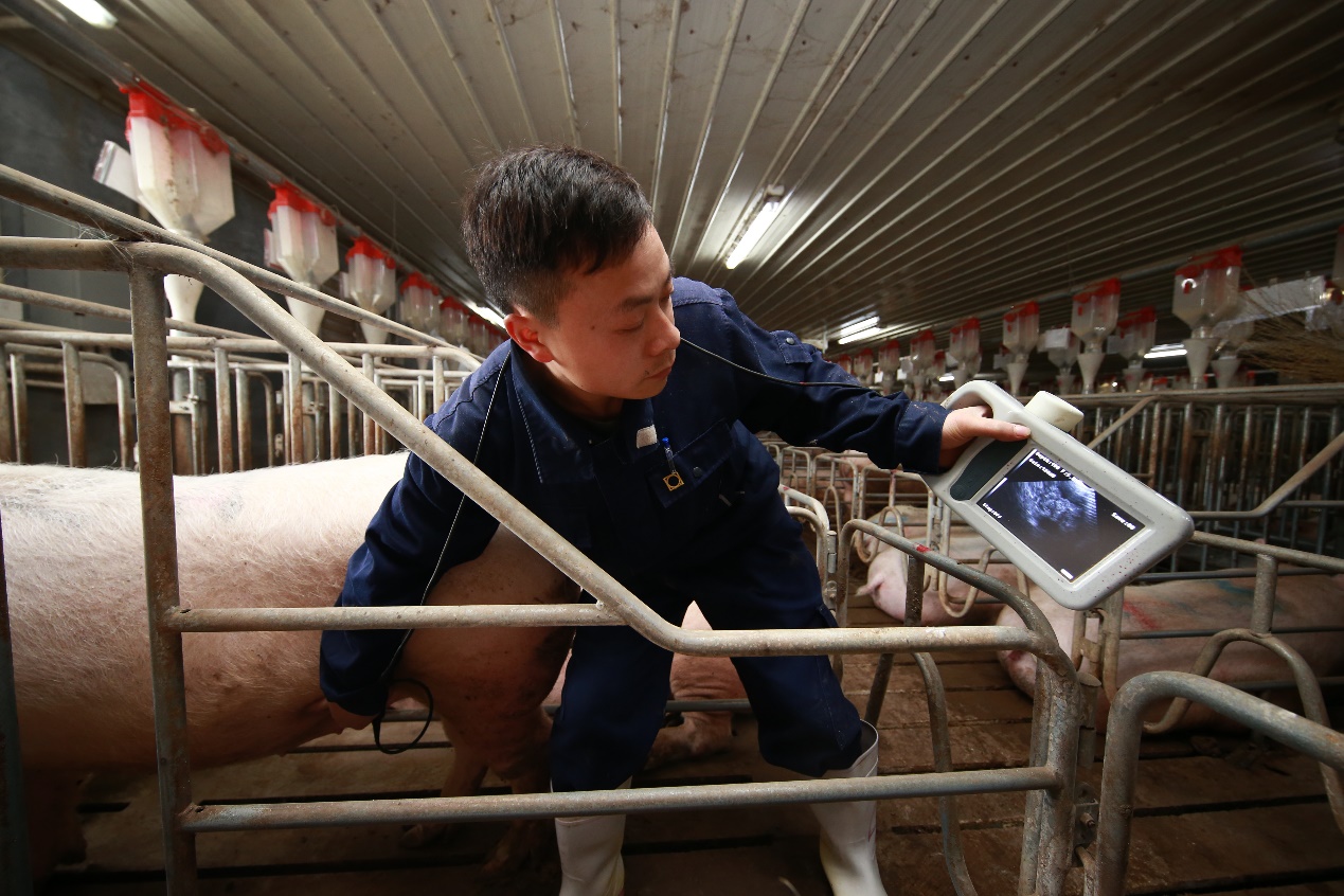 今年春天开始,全中国的猪都可以做b超了
