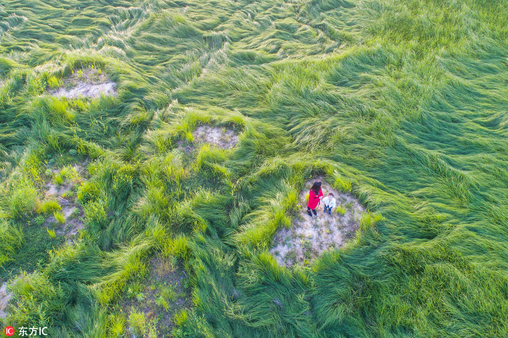 鄱阳湖持续低水位一片绿油油"草浪"