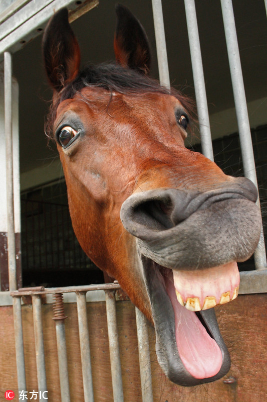 图为一匹咧嘴大笑的马.imago stockpeople/东方ic