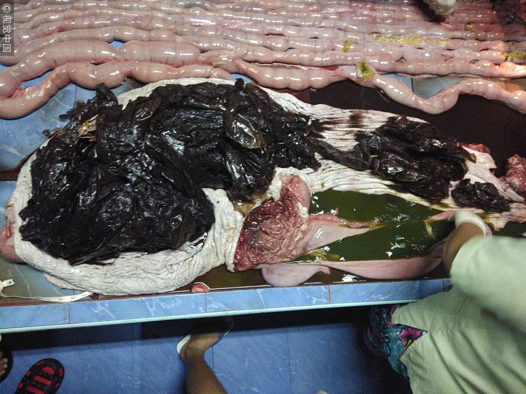 短肢领航鲸搁浅泰国潜湾后死亡胃里惊现8公斤塑胶袋