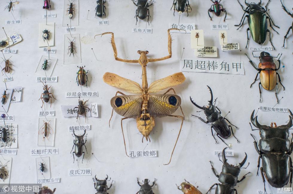 中学生制作800枚昆虫标本学校欲建博物馆