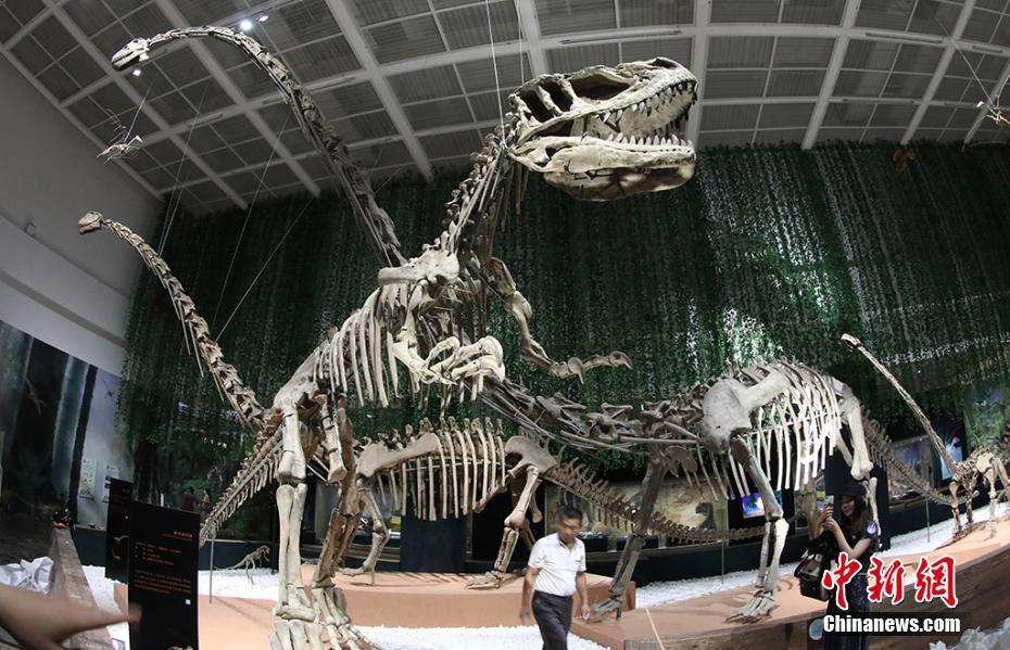 展览正在布置中 泱波 摄恐龙特展亮相南京博物院 泱波 摄