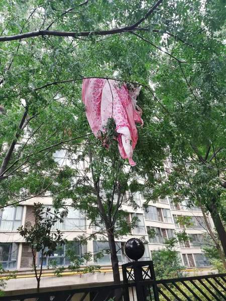 一床被子被炸出房屋,挂在了树上