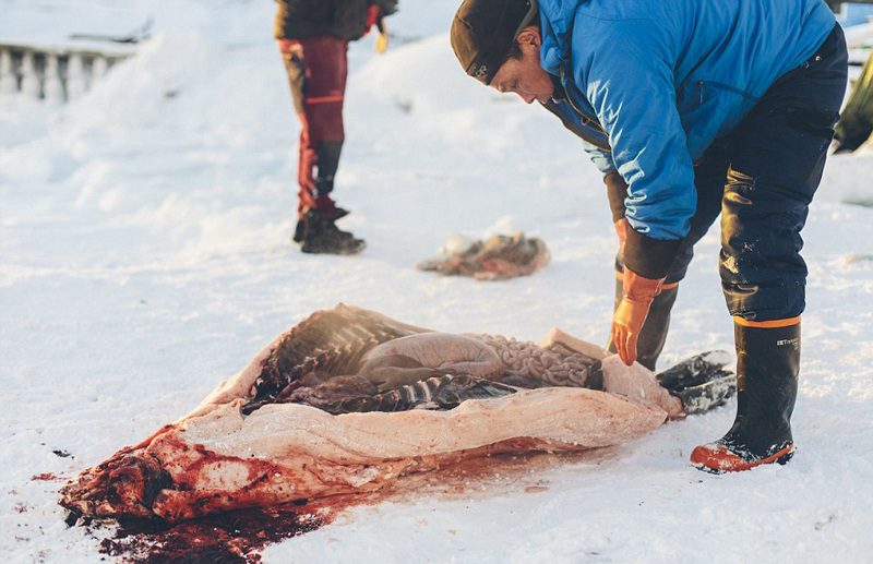 恶劣,气温低至零下35摄氏度,泰奥跟拍的渔民们依然成功捕获了四只海豹