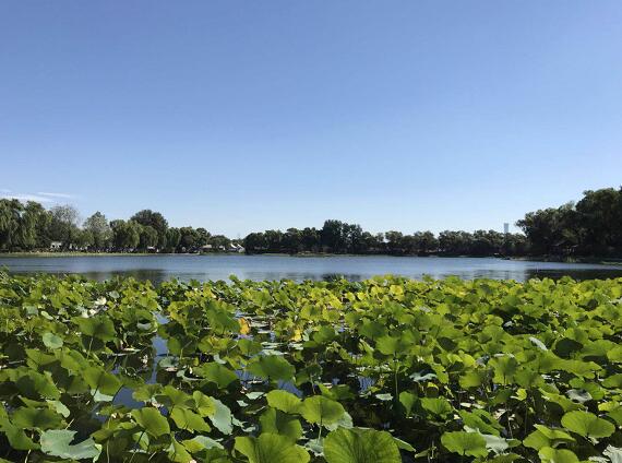 什刹海西海湿地公园今起开放北京又多了一处城市湿地