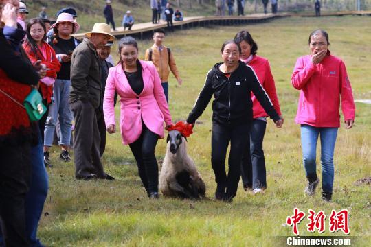 "组团"抓羊,摘葡萄 青海民众多形式庆祝国庆节