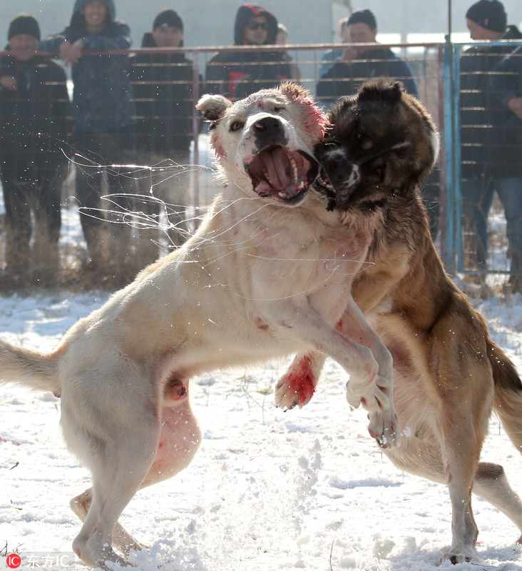 吉尔吉斯斯坦举办斗狗活动 狼犬厮杀场面血腥