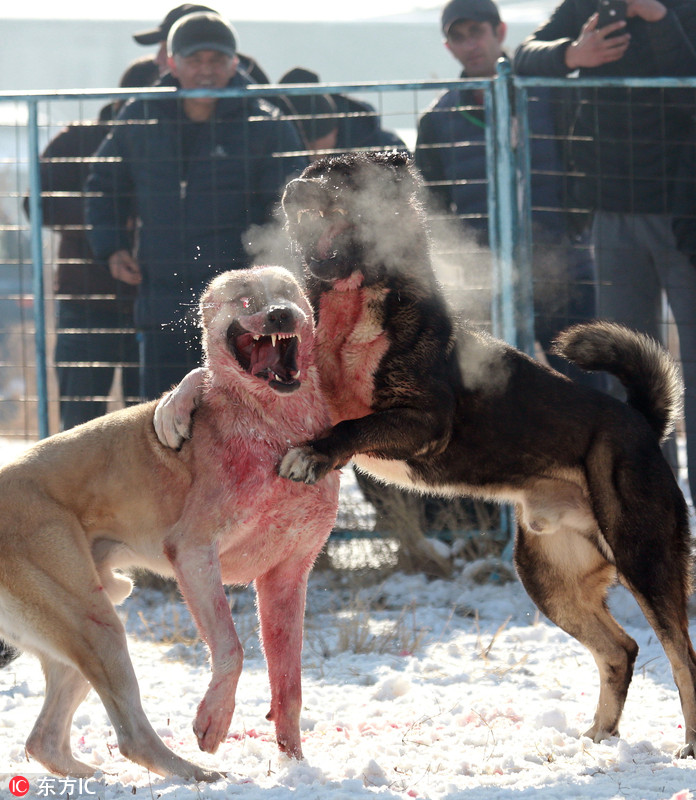 吉尔吉斯斯坦举办斗狗活动 狼犬厮杀场面血腥