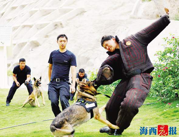 正在训练中的警犬"闪电.