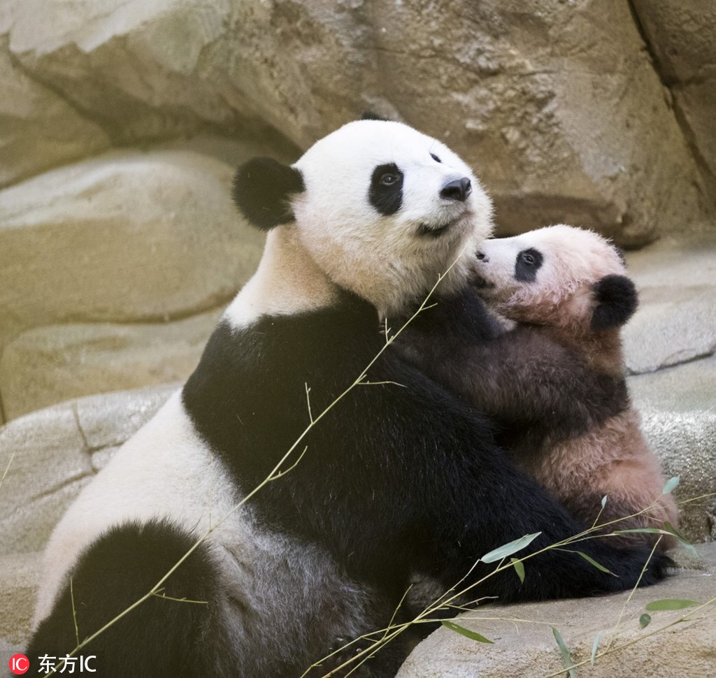 "卖萌为生"的大熊猫又在海外圈了一年粉