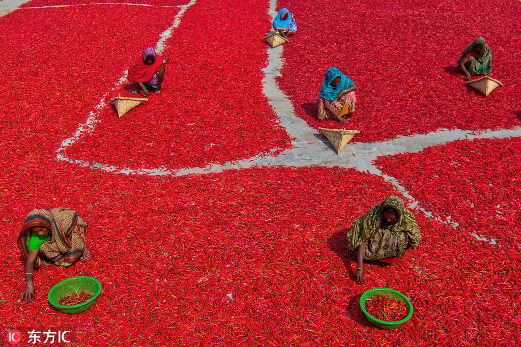 11 孟加拉国农民晾晒辣椒 满眼火红犹如铺上红地毯