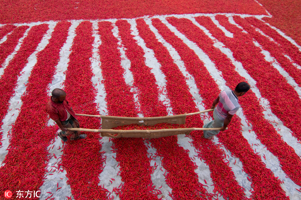 11 孟加拉国农民晾晒辣椒 满眼火红犹如铺上红地毯