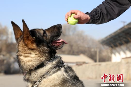 网红警犬成长记"每天在一起时间比家人都多"