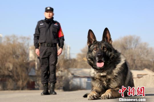 网红警犬成长记"每天在一起时间比家人都多"