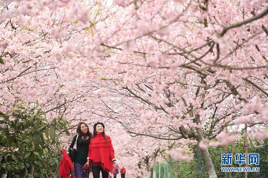 重庆北碚:春暖樱花开