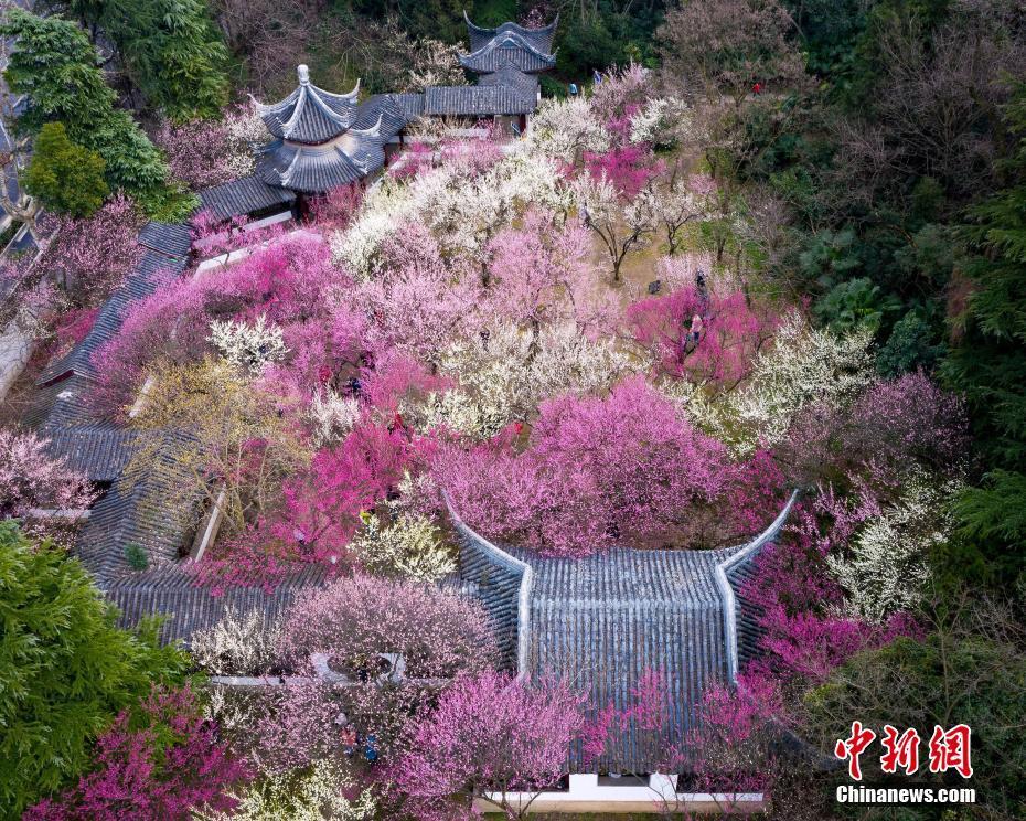 南京雨花梅岗满园春色美如画