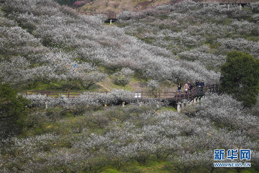 浙江瀛洲梅园梅花盛开迎客来