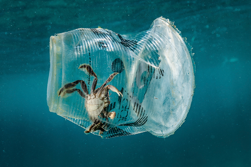 垃圾随处可见,水面漂浮的,混在珊瑚丛里的,沉落在海底的,给海洋动物