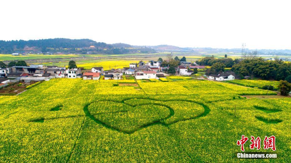 7 四川德阳罗江千亩油菜花竞相绽放