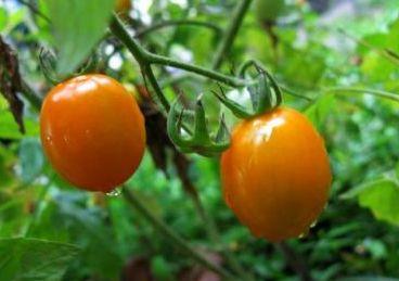 是就连淘宝上也找不到这种水果百度上搜索玲珑果显示的却是另外一种果实