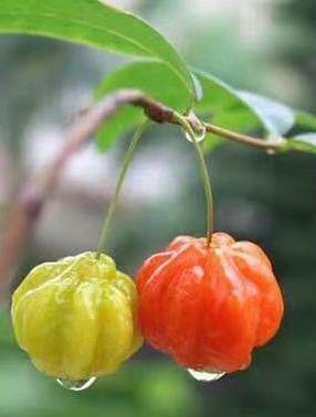 因此，那些拿着玲珑果长在树上的照片用来证明玲珑果长在树上的小贩都是