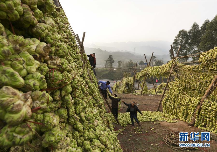 涪陵榨菜:舌尖上的"国民下饭菜"