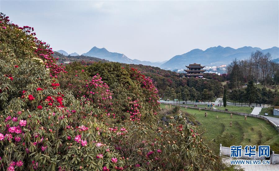 贵州毕节市百里杜鹃花盛开