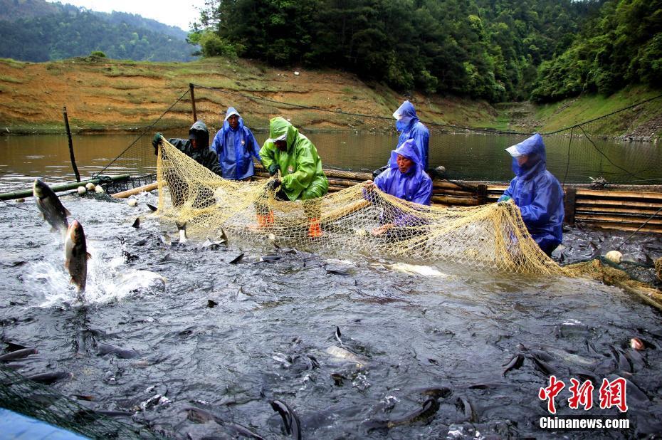 福建渔民拉网捕鱼喜迎丰收