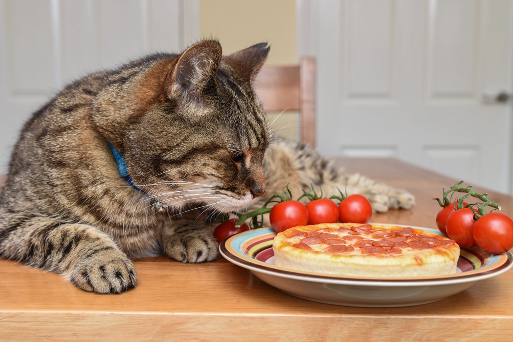 英国虎斑猫是个挑食宝宝顿顿只吃意面和披萨