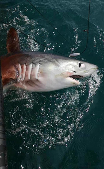 4米长鼠鲨 与大白鲨是"近亲"