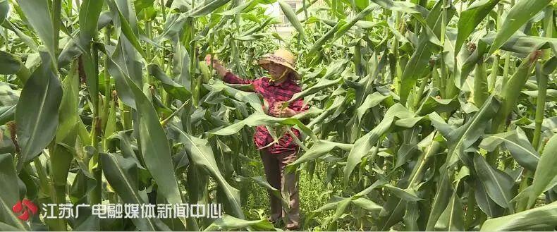 丛慧玉每天除了在饭店里洗碗,还要到田里干活,早起去卖菜.