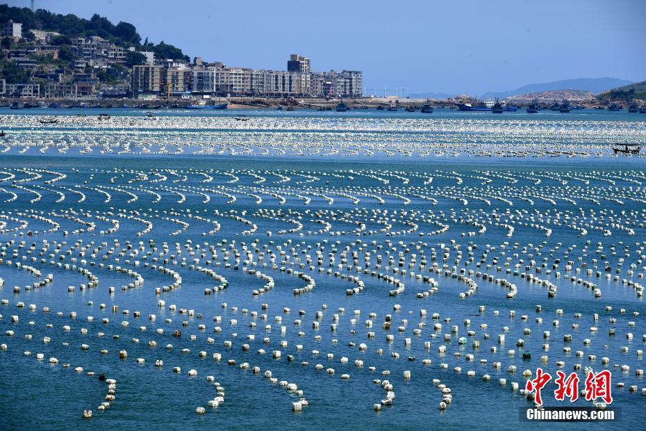 7月29日,蓝天白云下,福建省连江县"海上牧场"蔚为壮观.