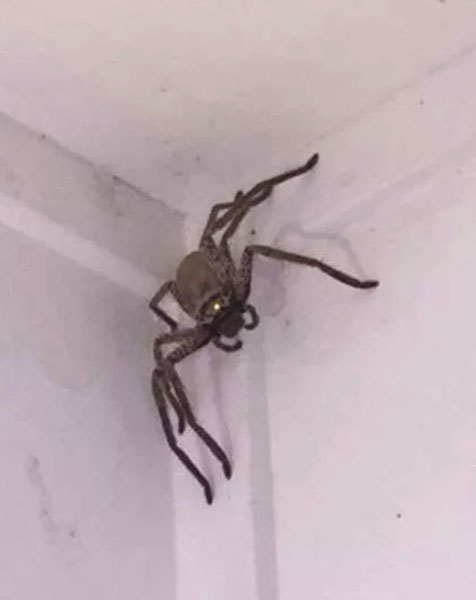 澳大利亚一女子在家中天花板上发现巨型蜘蛛