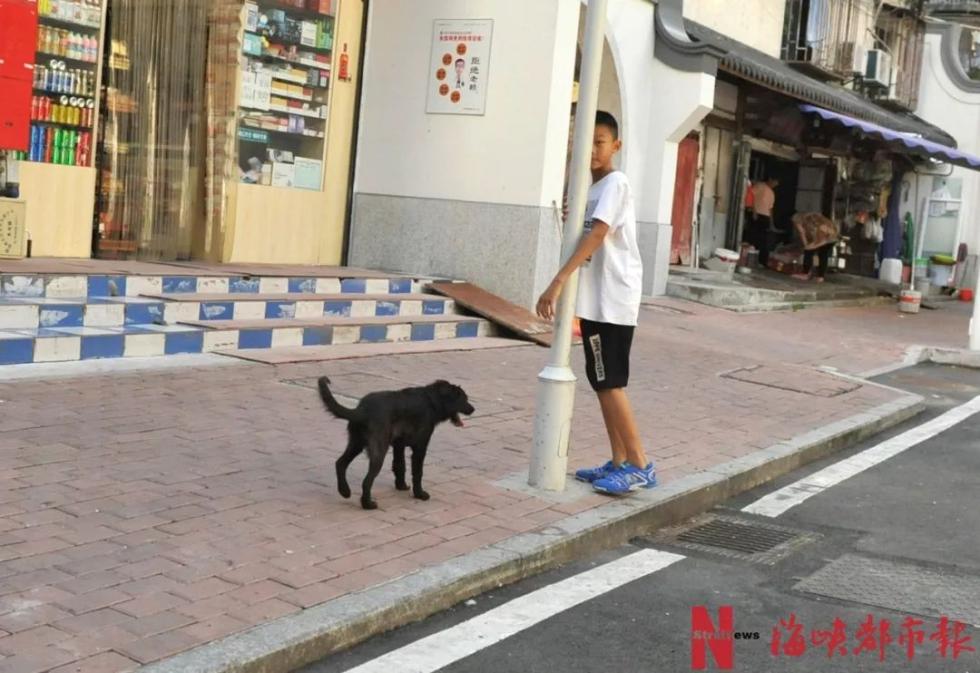 半洋新村路边一只狗吓得小学生躲在灯杆后