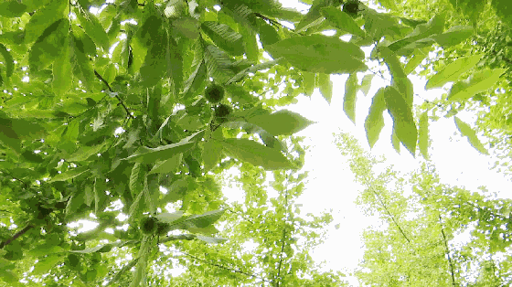 打板栗, 一棍子下去,板栗球纷纷从树上落下,其中 一颗砸中了她的右眼