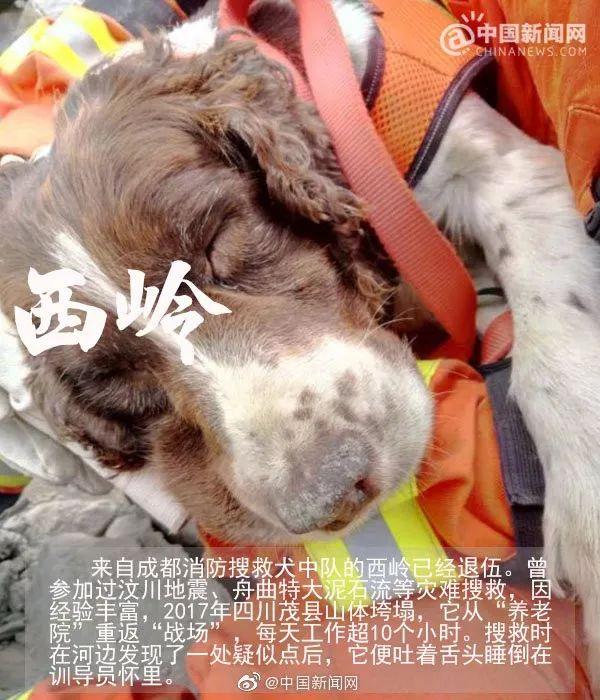 自从2008年后 曾经参与过汶川地震的搜救犬们 一个个离我们而去 但