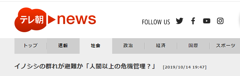 野猪群台风天逃难视频走红网络,日网友:避险工作做得比人类还好