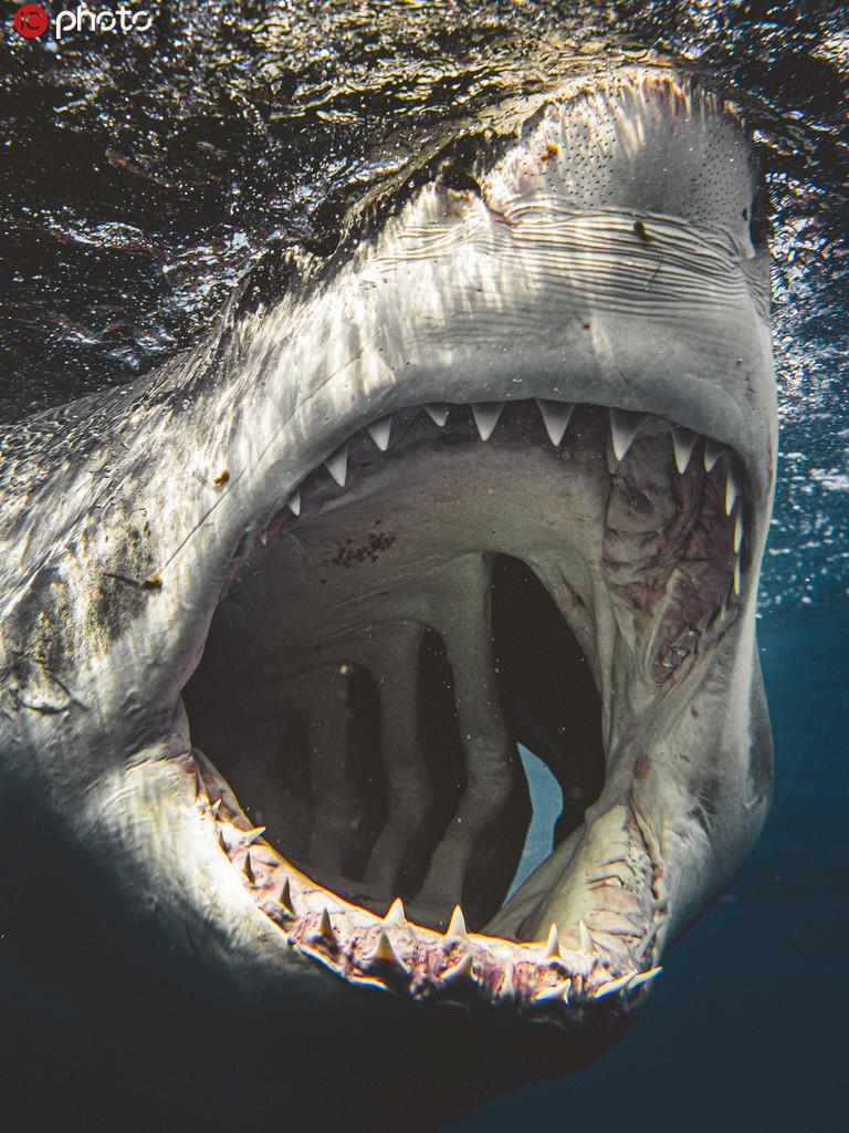 摄影师近距离拍摄凶猛鲨鱼