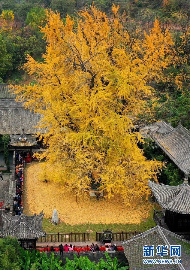 11月11日无人机拍摄的罗汉洞村古观音禅寺内的千年银杏树.