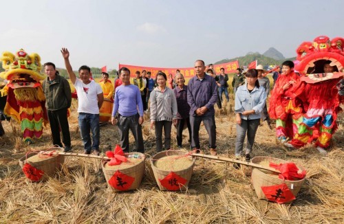 11月7日,广西柳城县大埔镇同境村的千亩稻田稻浪翻滚,到处洋溢着丰收