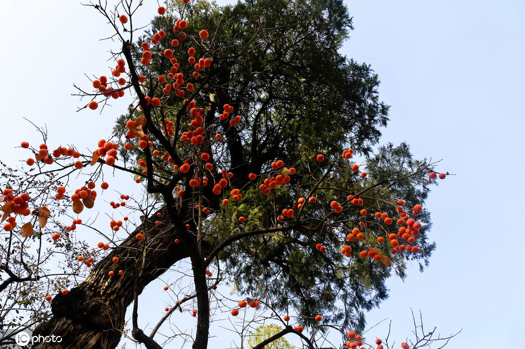 山东济南灵岩寺柿子树秋季丰收火火红红一片挂满枝头