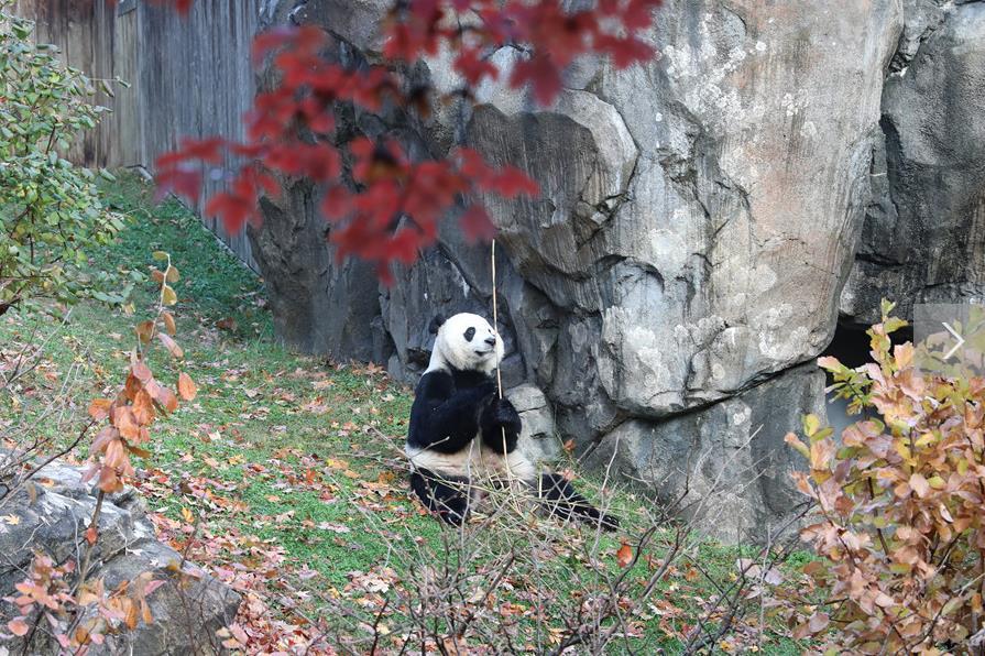 旅美熊猫贝贝回国 美国粉丝:我们会很想念贝贝 熊猫外交请继续