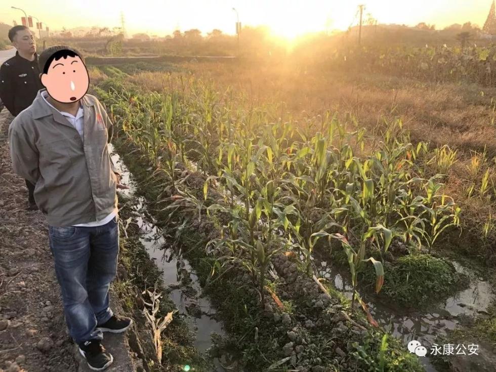 “偷菜游戏”真人版上演这三个人组团在菜地里干这事开元棋牌- 开元棋牌APP下载- 官方网站