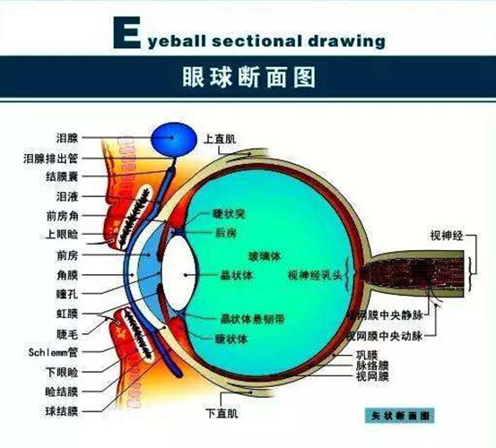 眼科专家谈女童眼睛被塞几十张纸片不可能不科学