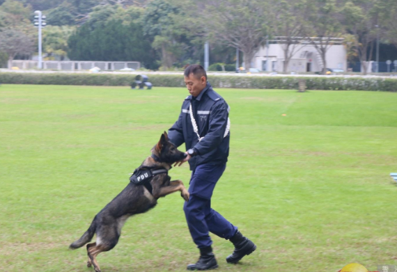 香港警队警犬试用特制装备以应对暴力突发
