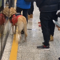 上海地铁一男子多次骚扰导盲犬，女孩制止被骂了一路